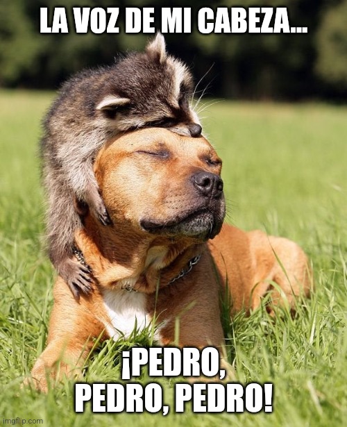 memertolo's tweet photo. (Lunes de Peluditos) π€πΆπ¦π΅π
Hasta mi perro ya lo trae π
#perros #perrito #dog #mapache #pedro #pedropedro #pedropedropedro #mapachepedro #mapachebailarin #raffaellacarra #perroypedro @memertolo #Abril2024 #Lunes #peluditos #humor #memes https://t.co/2n0WOKlrjS
