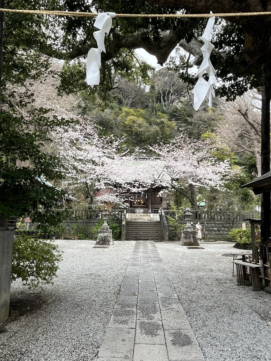 寺社花巡り②長谷から歩いて、やっぱり桜が綺麗と言えば、御霊神社、って、あれ？久しぶりに来ましたが。境内撮影禁止？記憶にない。💦せっかく桜が綺麗なのに、境外から遠目に🆙御朱印は、可愛く。2ページで一組の御朱印がありました。絵の方は、巫女さんが描いたそうです。🤗今日も良い一日を。💞