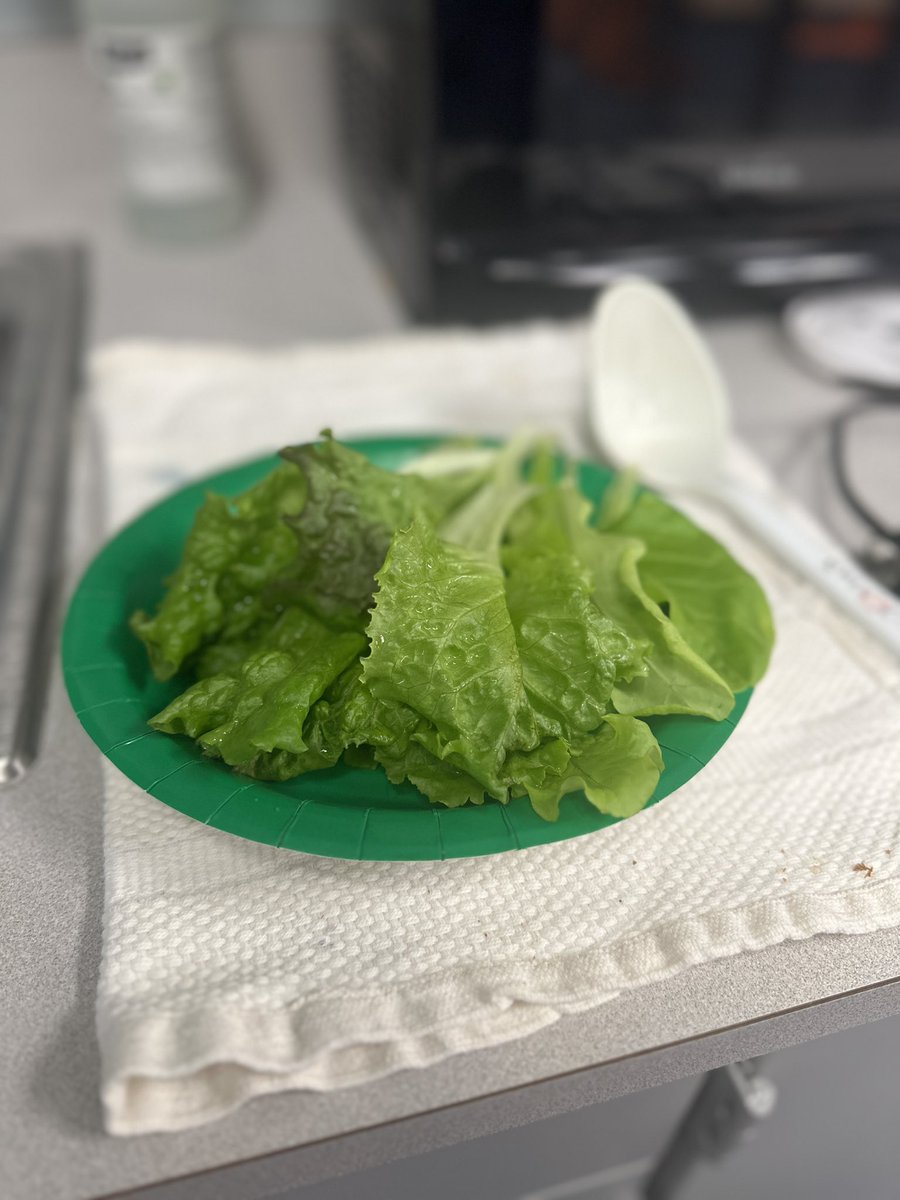 SierraMSLMC's tweet photo. Thanks to the students of Mrs. Estes classroom for bringing me the best salad ever! They're studying plants 🪴 and I get fresh lettuce. 🥬 Win, Win! Also, thank you @dcsdDLMC for providing our students with this learning opportunity. @AeroGarden https://t.co/Rq4OhLfjh6