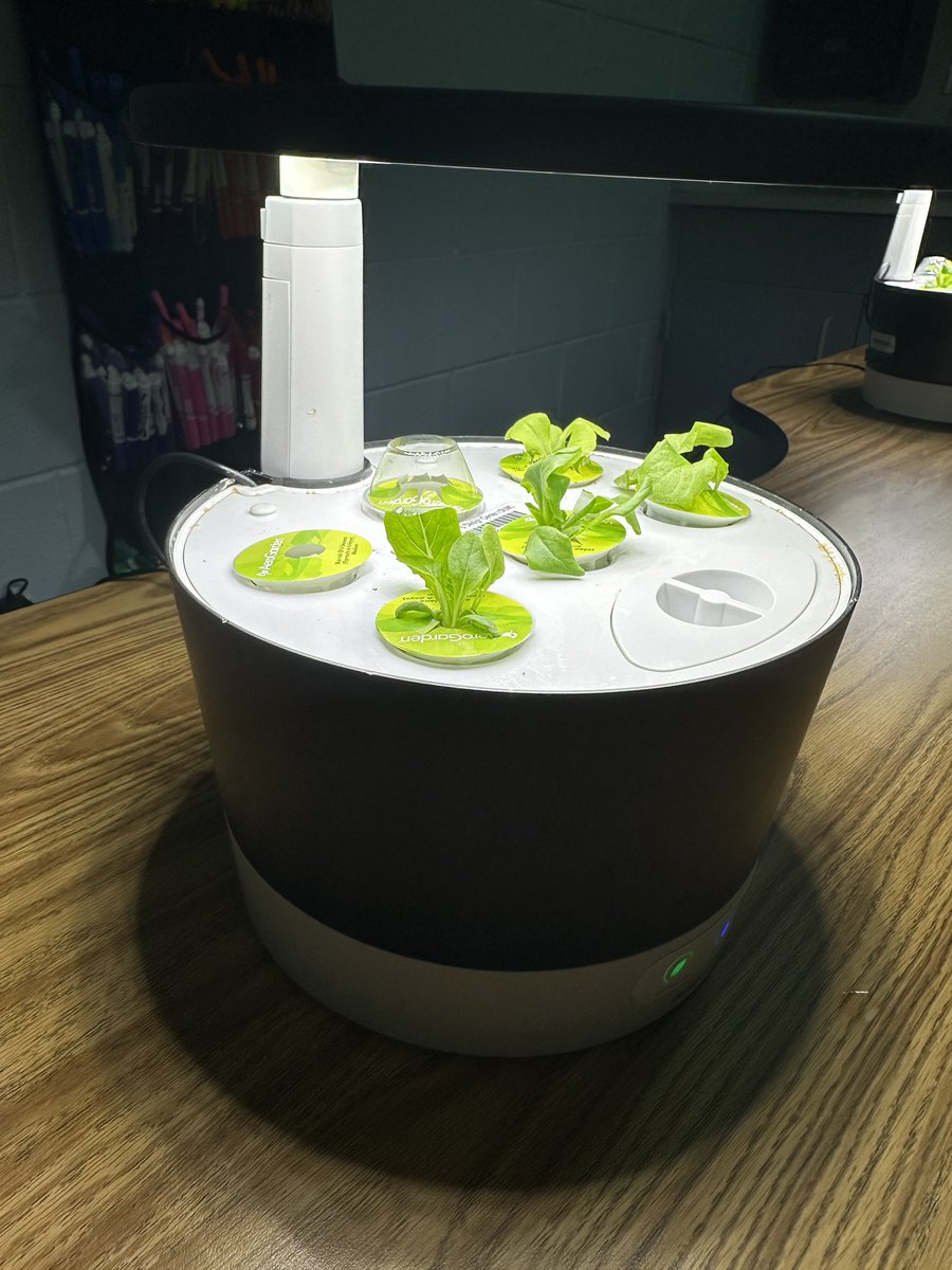 SierraMSLMC's tweet photo. Thanks to the students of Mrs. Estes classroom for bringing me the best salad ever! They're studying plants 🪴 and I get fresh lettuce. 🥬 Win, Win! Also, thank you @dcsdDLMC for providing our students with this learning opportunity. @AeroGarden https://t.co/Rq4OhLfjh6