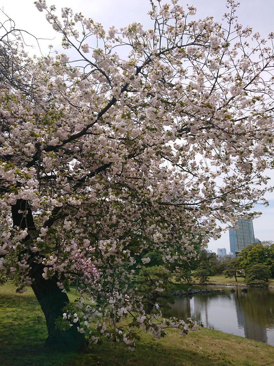 mysterysnack1's tweet photo. 2nd week of April #HamarikyuGarden
一葉 "Prunus lannesiana ‘Hisakura’" #DoubleFlowered
It is one of the varieties that was planted on 荒川堤, a famous scenic spot for cherry blossoms during the Edo period.
#beautifulplantsinTokyo #JapaneseGarden #spring #CherryBlossom https://t.co/8oW5RiSW3K