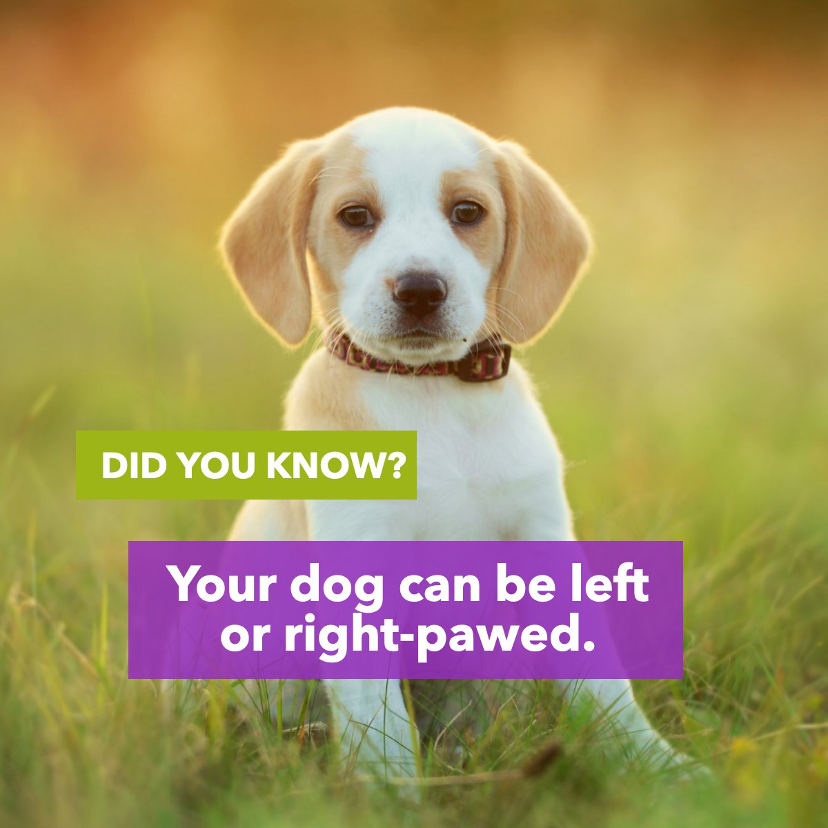 How do we know if our dog is right-pawed or left-pawed?  🐶

#funfacts #dogfact #dogfacts #dogfactsoflife