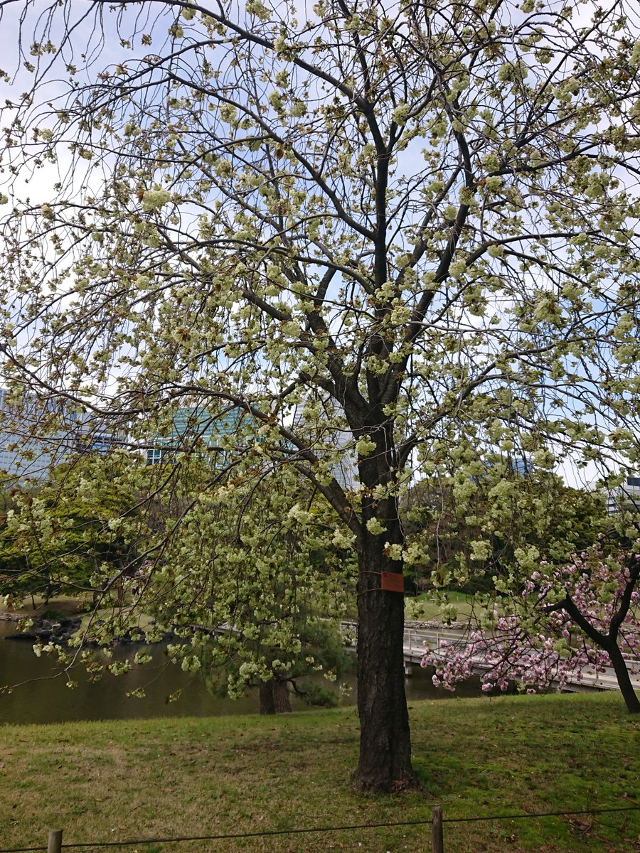 mysterysnack1's tweet photo. 鬱金 "Prunus lannesiana ‘Grandiflora’" #DoubleFlowered
It is one of the varieties that was planted on 荒川堤, a famous scenic spot for cherry blossoms during the Edo period.
It got its name from 鬱金色 the gold color dyed with turmeric.
#beautifulplantsinTokyo #HamarikyuGarden https://t.co/O2Qvretjz6