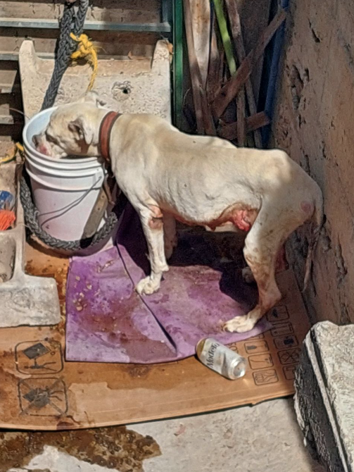 Por favor RT hasta que @PAOTmx atienda la denuncia de maltrato animal en @TuAlcaldiaGAM con folio 91510. La perra presenta un tumor, desnutrición y la dejan amarrada en ese pequeño espacio. Ayuda @LetyVarela