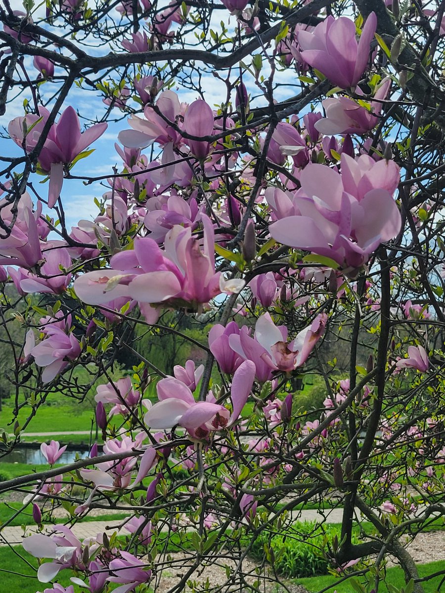 Happy Monday. 💃 April 15, 2024. On @6abc, in my city, we only reach 78F. It was a beautiful sunny 🌞 day, and we went to the park, #ALDI, and #BJSCLUB. Some photos 📸 I took of a pretty tree. GBY.💖💞💖