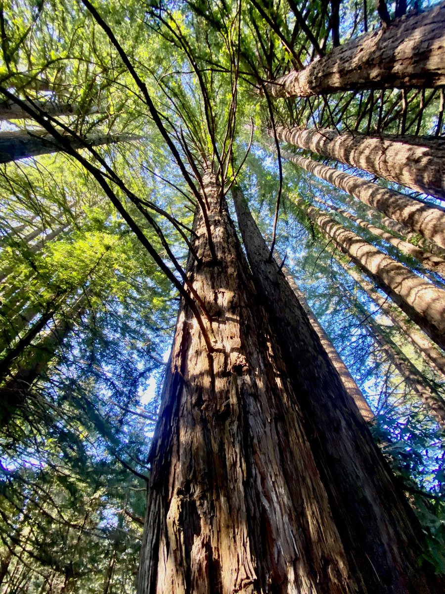 Redwoods