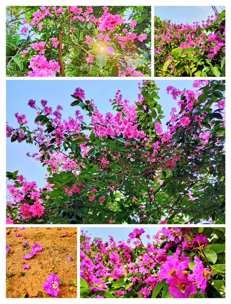 Jarul/ Queen' flower.
Blossom of March-April.
Beautiful Bhubaneswar.