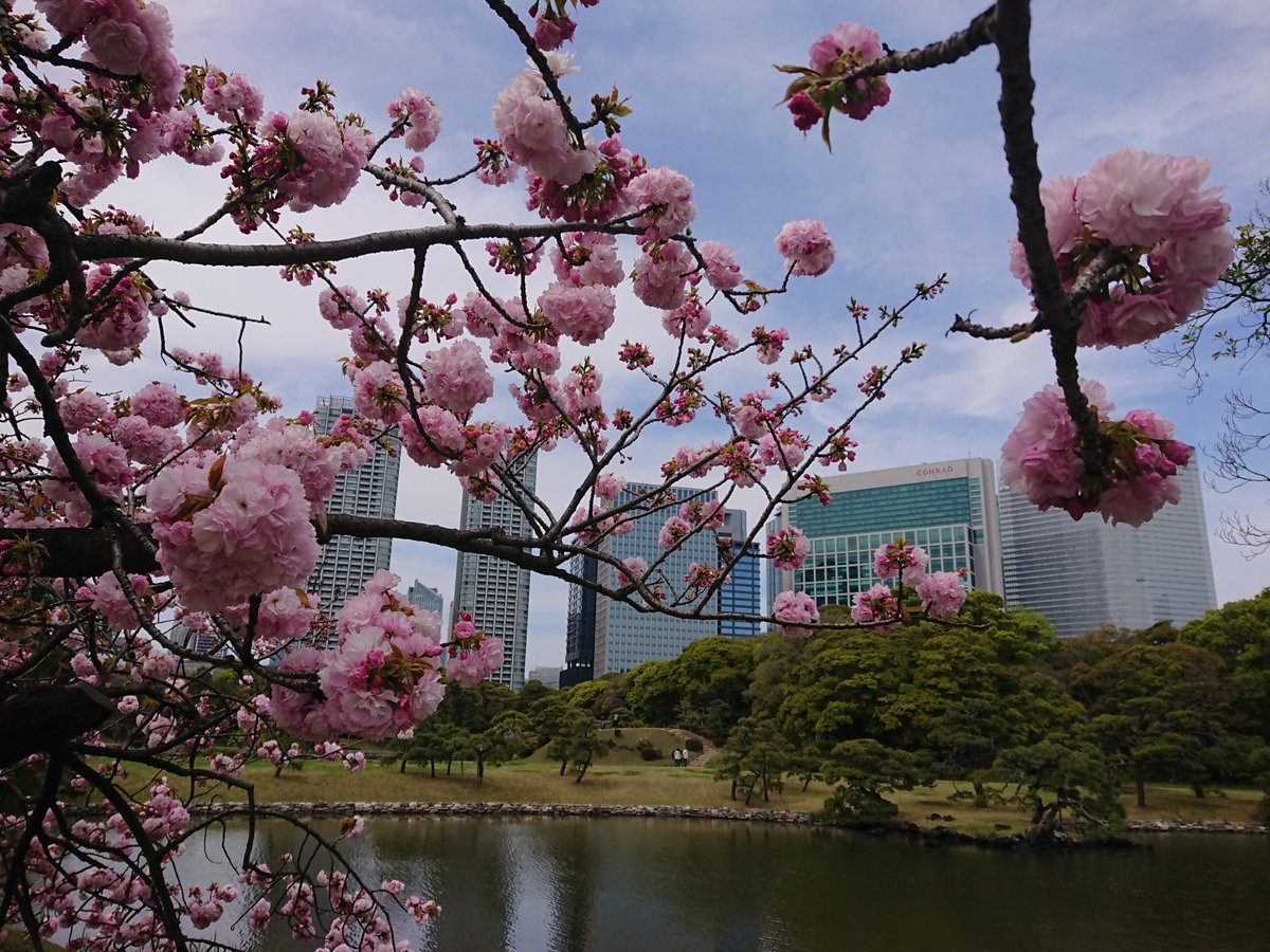 mysterysnack1's tweet photo. I think this tree is 八重紅虎の尾 "Prunus lannesiana 'Yae-benitorano-o'", but since there was no name plate, I cannot say for sure.
#beautifulplantsinTokyo #JapaneseGarden #SpecialScenicSpot #SpecialHistoricSite #spring #CherryBlossom #DoubleFlowered #HamarikyuGarden https://t.co/LIIEh9iDyD