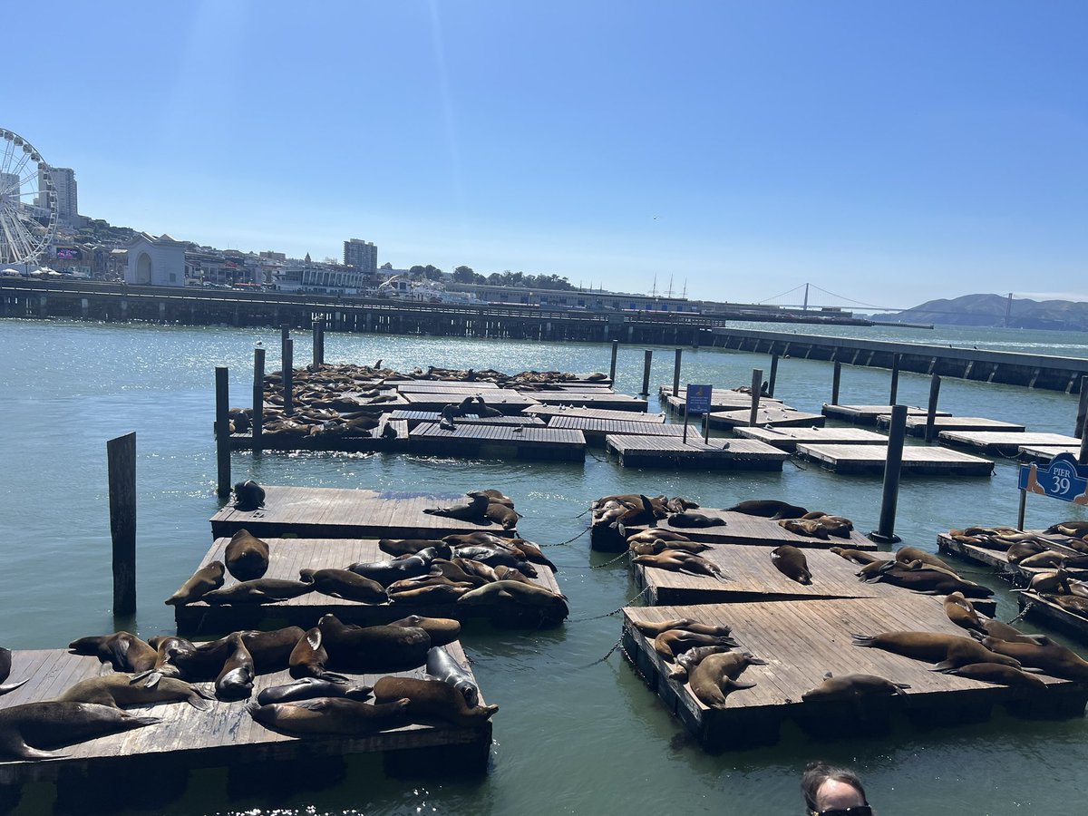 lecture_mindset's tweet photo. Today we spent the day at Pier 39 and Fisherman’s Wharf, finishing with food at @SwissLouisSF https://t.co/DVULScQBVV