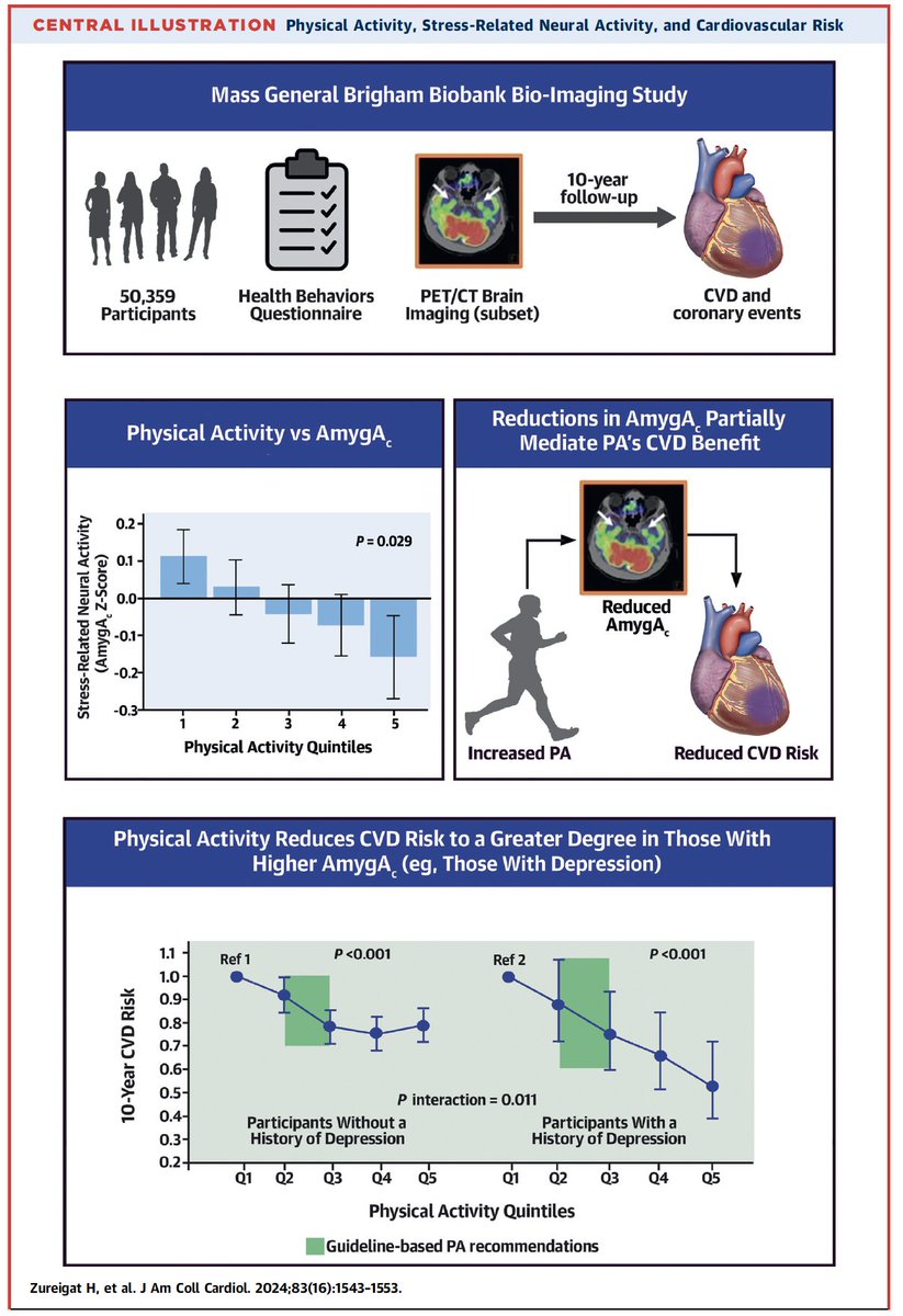 Excited to share our study showing that exercise helps heart health in part by acting through the brain. By strengthening the prefrontal cortex, exercise cuts stress signals…which cuts heart disease events. jacc.org/doi/10.1016/j.…