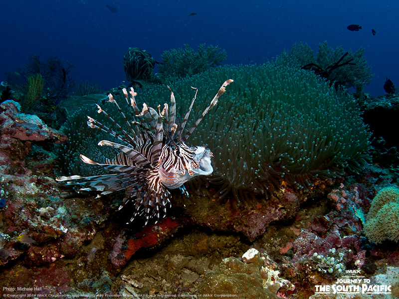 Meet the lionfish! This infamous fish is known as a top predator in the waters of the South Pacific and is easily recognizable for their brown, maroon, and white stripes. With no known predators and the ability to reproduce year-round, lionfish could take over the reefs!