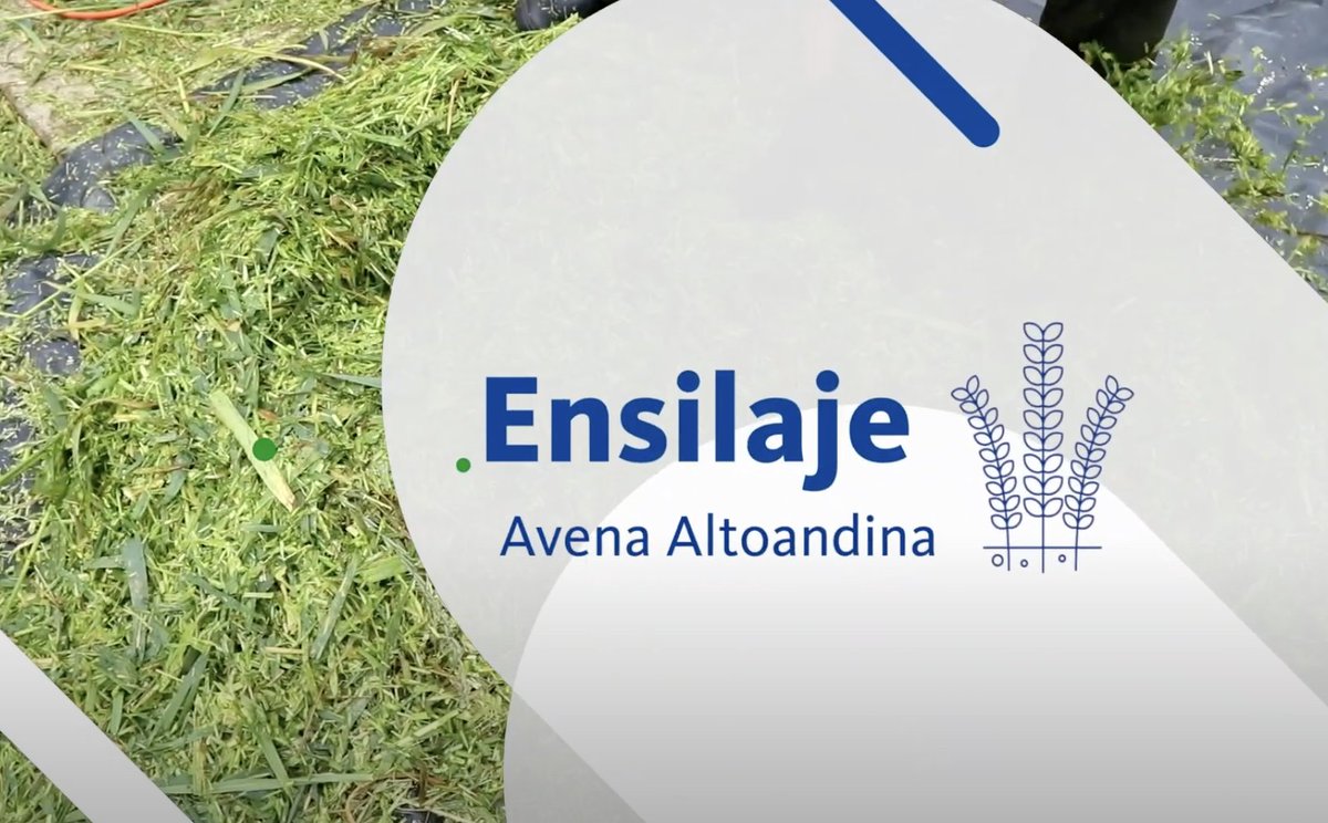 Conoce las recomendaciones para ensilaje con nuestra variedad de Avena Forrajera Altoandina. youtu.be/Jn4SGdoqs60