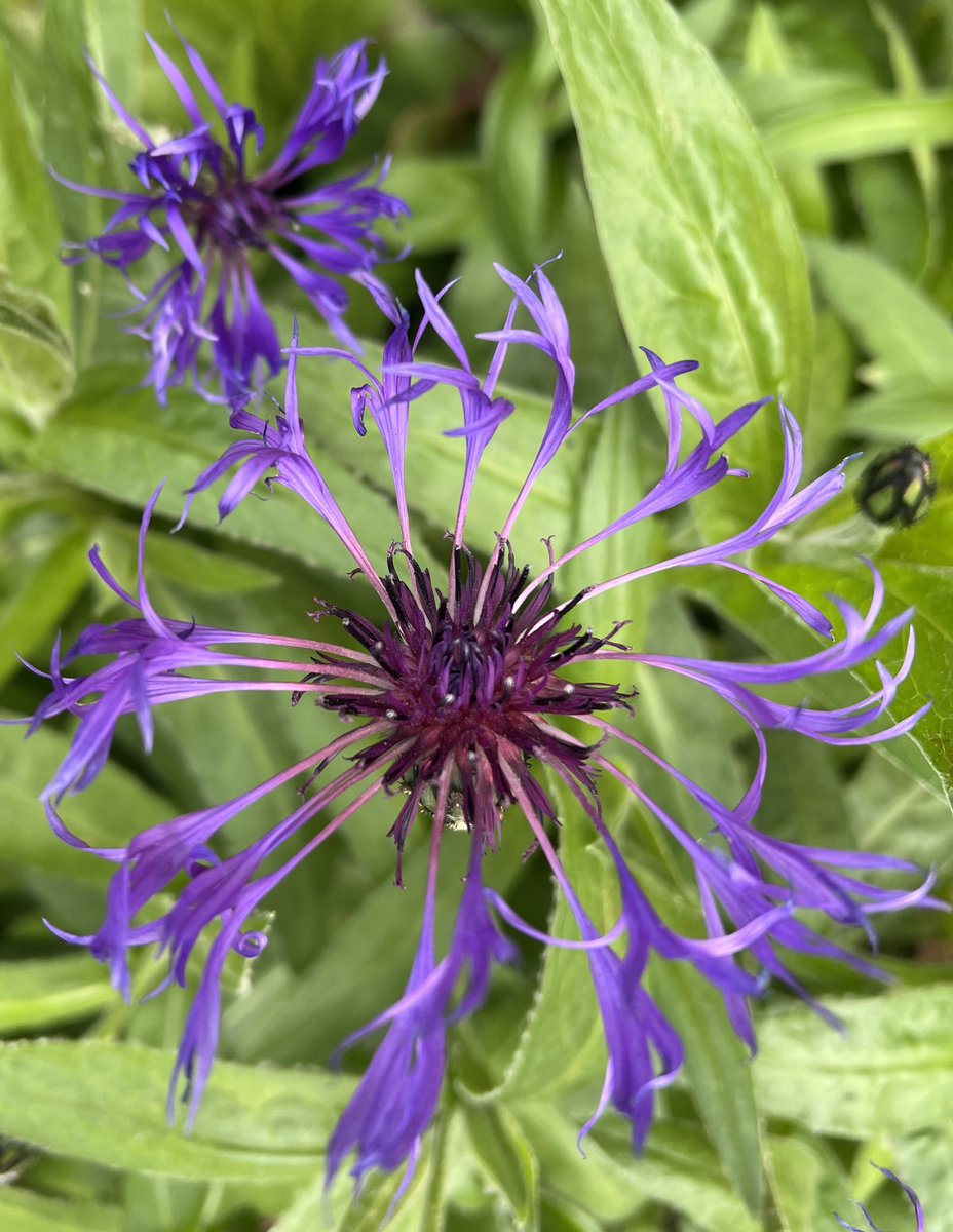 What changeable weather we’re having in the English Midlands at the moment! Hopefully today is dryer and a lot less breezy! Here’s a lovely cornflower for #TuesdayBlue, have a lovely day everyone! 💙🩵🦋☔️ #mygarden #Spring2024 #TuesdayMotivaton #GardeningX
