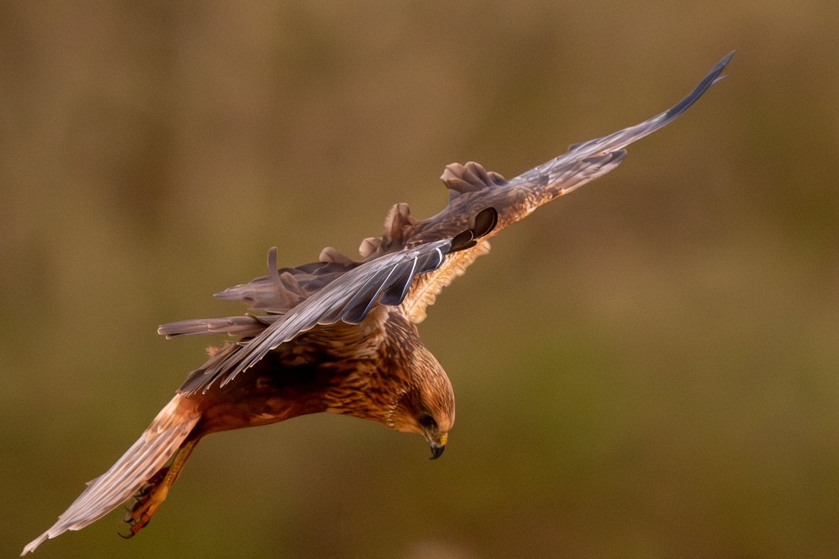 🪶Marsh Harrier🪶 Have you seen a #MarshHarrier around Chichester Harbour? These beautiful birds of prey hunt small mammal, amphibians and even small birds and can be seen across wetland areas and reedbeds. Thank you to Paul Martin these incredible images. #chichesterharbour