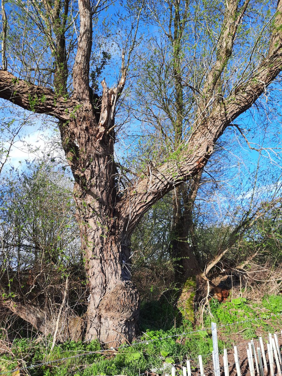 An old willow beside the River Tyne near home, marked by its experiences of many years & still host to a world of wildlife #EastLothian #thicktrunktuesday