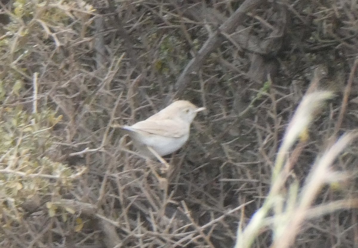 MEGA ALERT
Desert Warbler (S.deserti) at Cape Tainaro / Tenaro this morning- showing well on path to the lighthouse - a 1st for Greece
<a href="/AntikythiraBird/">Antikythera Bird Obs</a> <a href="/BirdGuides/">BirdGuides</a> <a href="/TarsigerTeam/">Tarsiger</a>