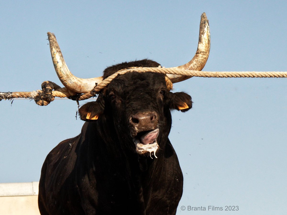 DIA 1.075‼️ Esperant solucions del conseller responsable @dmascort Que penses fer per acabar amb el maltractament animal? Com tenim el tema de la tortura als bous? Cap pas endavant? Res? Seguirem sent tercermundistes? ACABEU AMB LES SUBVENCIONS I TOT ACABARÀ ‼️