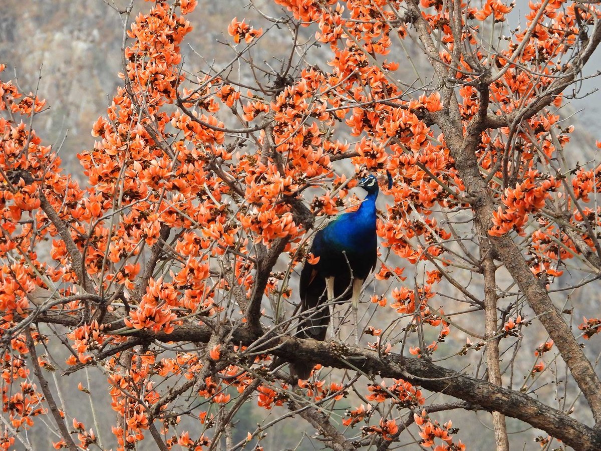 #FromTheArchives The #IndianPeafowl is a symbol of India's avian population and a #bird that people can instantly identify. We bring you 10 interesting facts about the national #bird of #India. 📷 Kunal Jain — A male #IndianPeafowl bit.ly/3JjdYsT