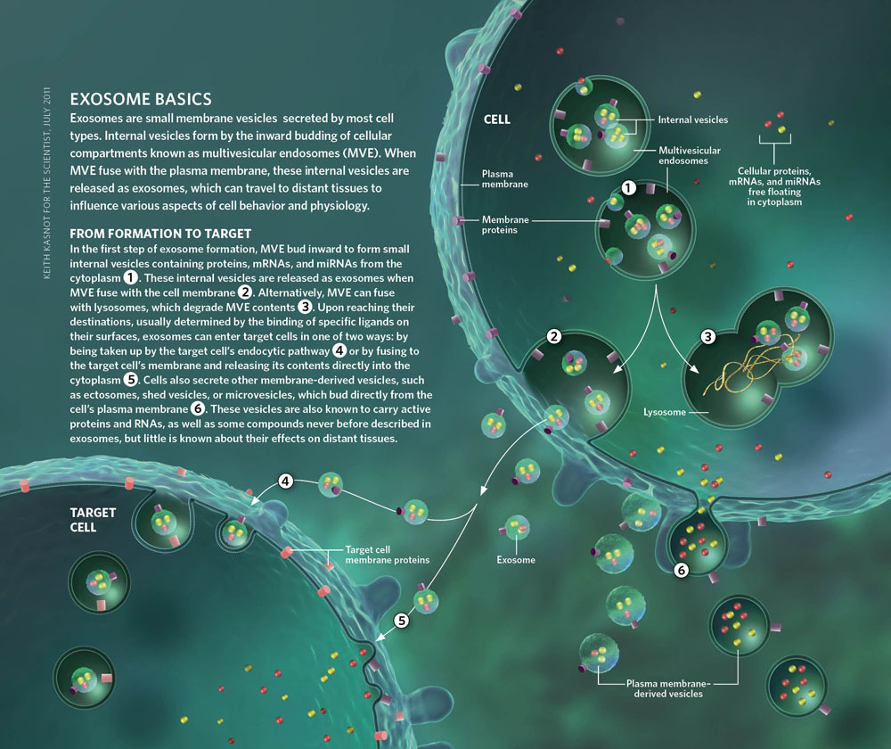 GenScript's tweet image. #biologynotes Exosomes are small membrane vesicles secreted by most cell types. Internal vesicles form by the inward budding of cellular compartments known as multivesicular endosomes. Check out the process from exosome formation to target here👇