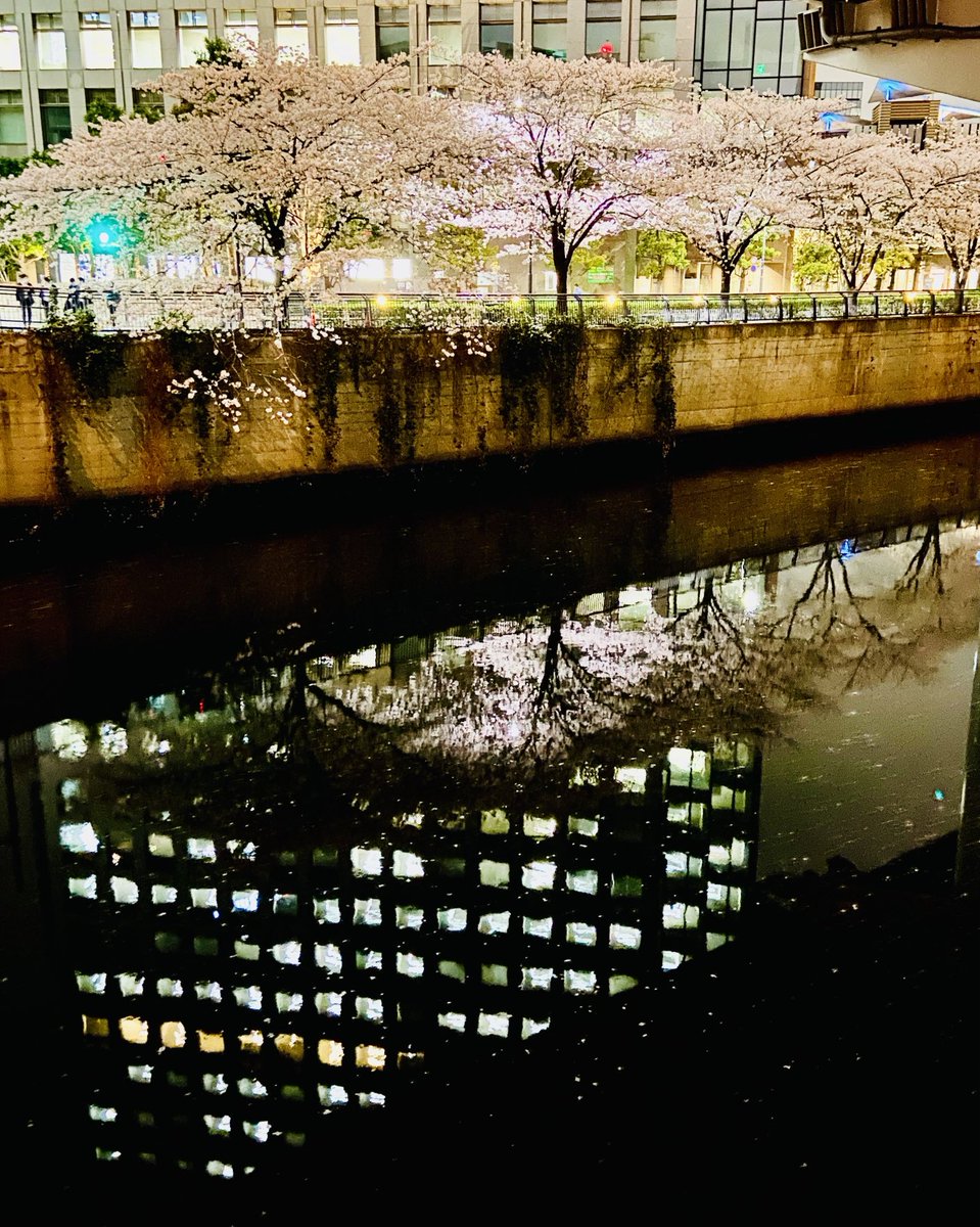 Caught the last of the cherry blossom in #Tokyo #travel