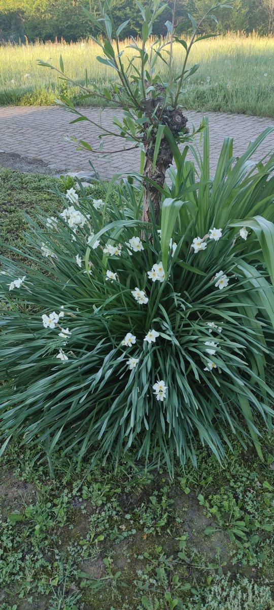 sergionebg's tweet photo. Buongiorno #Amici #Twitterini buon martedΓ¬ ππ₯βπΉβΊοΈπ... Anche con sbalzi di temperatura repentini la natura ci porge il suo saluto βΊοΈβΊοΈβΊοΈ https://t.co/rNwRTAEH8Q
