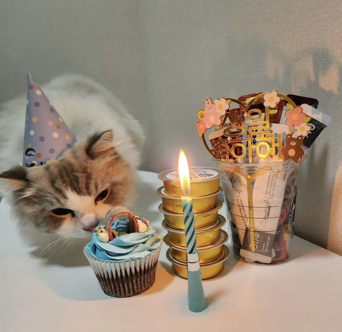 i wish i can be jaemin’s cats… no school, no work, just meow meow and got my birthday celebrated