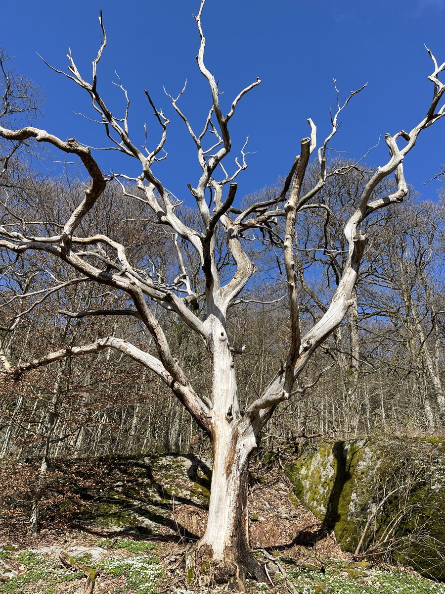 tonyrjonsson's tweet photo. Buongiorno amici ☀️🍀🎶
Belezza ed attrazione - non è sempre facile a capire - si sente 🥰
… la struttura d’un vecchio albero morte - ma trovolo bello …
Felice martedì, viva le cose belle nella vita 🤗
#apr16 📸isola di Tjörn https://t.co/Br5jrMQ54y