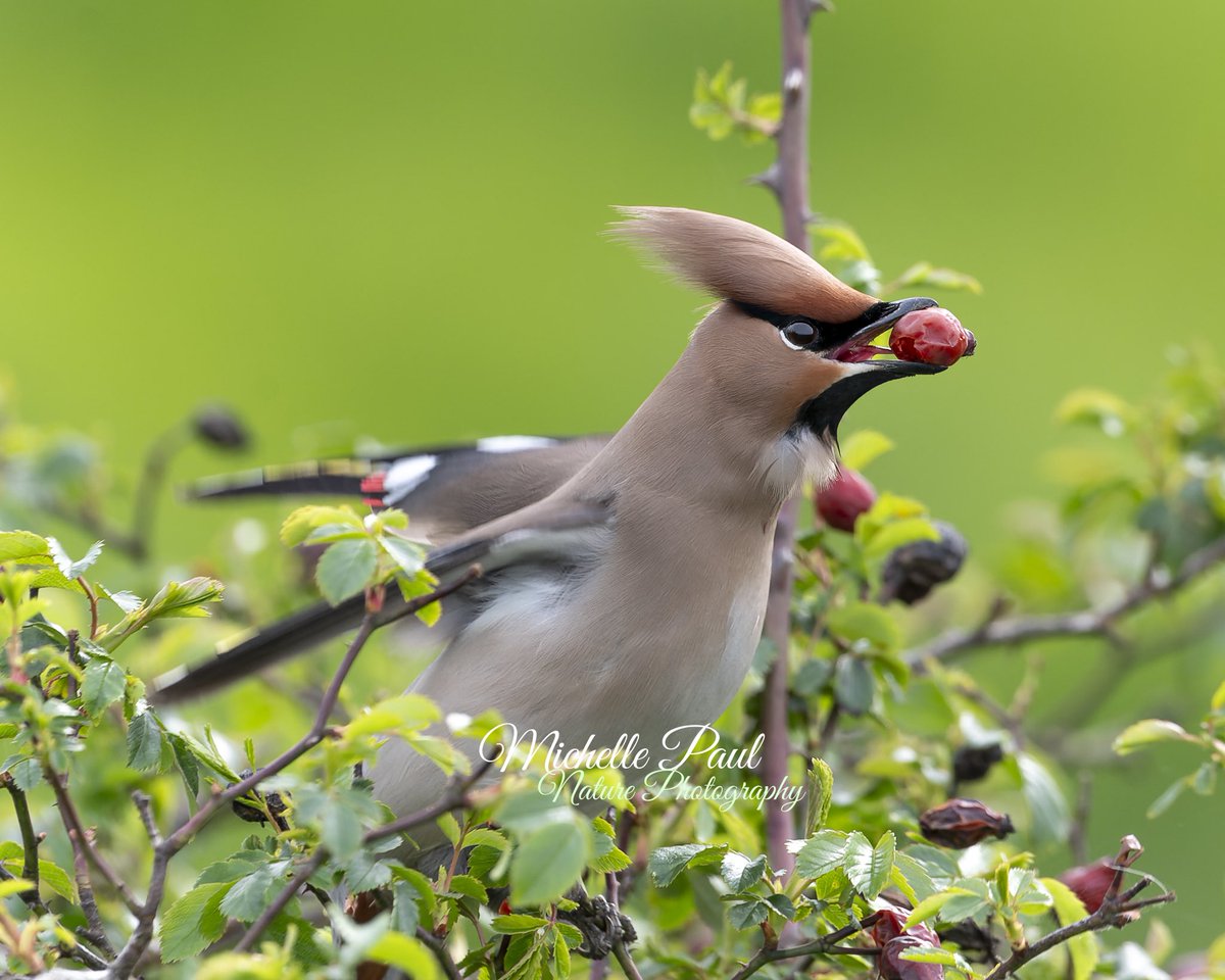 This is probably my favourite shot of the Bohemian Waxwings I spotted on Sunday. The final pose before they flew off into a distant tree. Happy Tuesday everyone 🧡

#TongueOutTuesday #Waxwing #Lifer