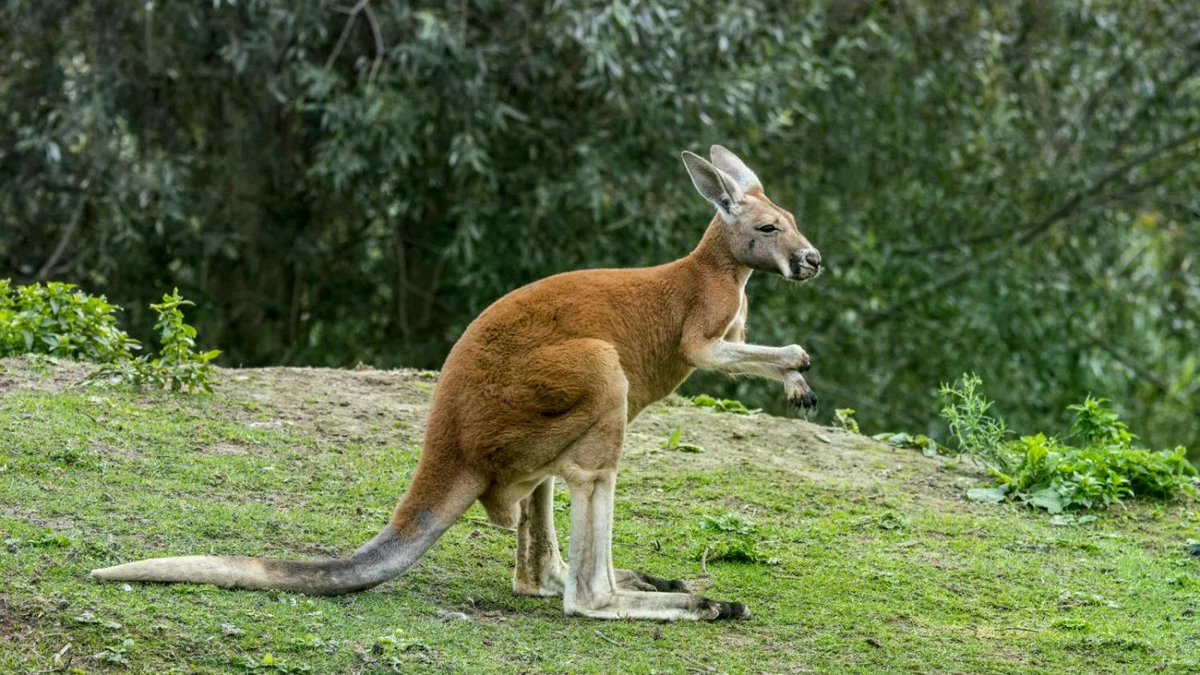 Extinct giant kangaroos discovered in Australia newsweek.com/extinct-giant-…