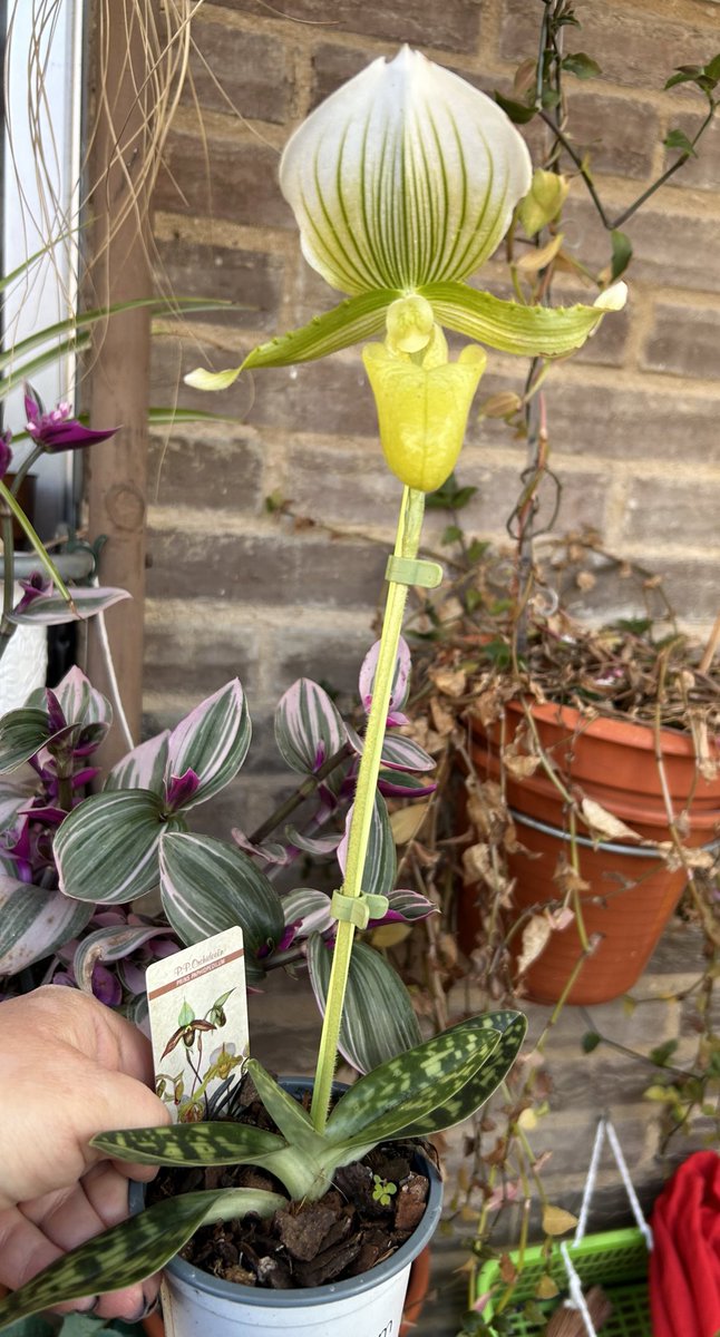 Paphiopedilum Maudiae 🥰