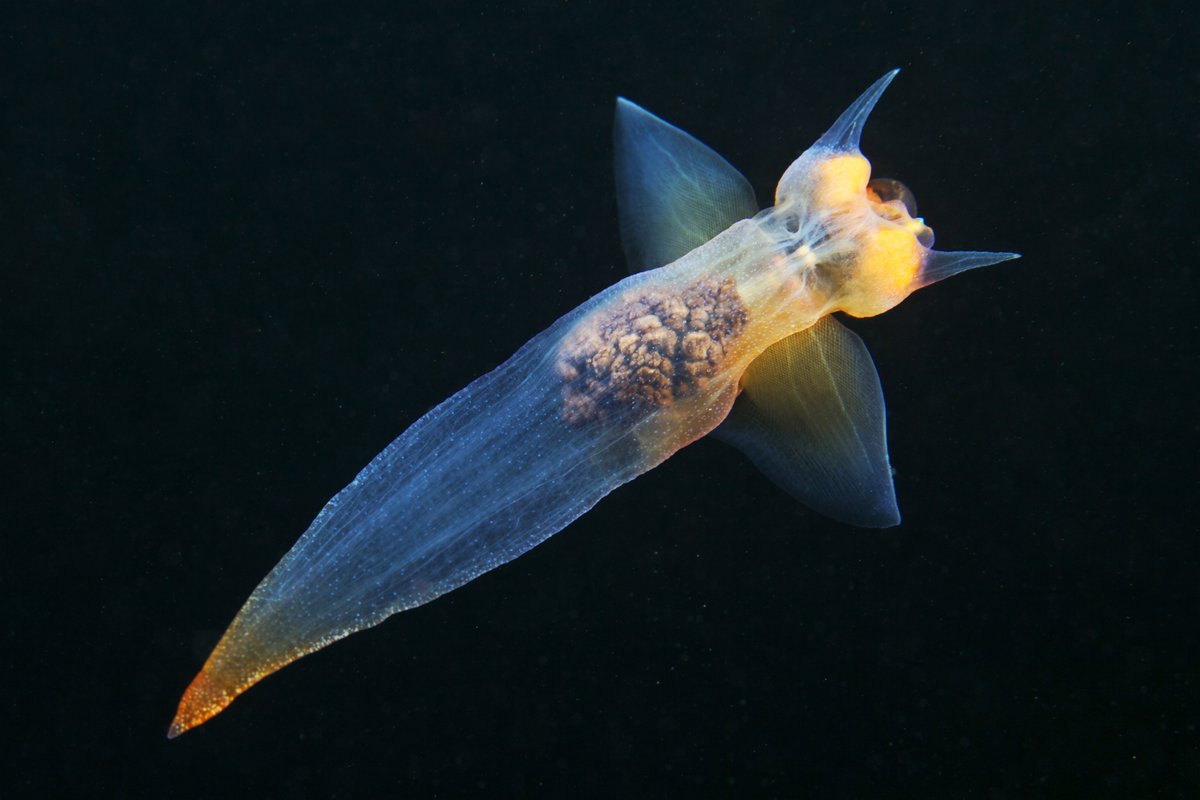 The naked sea butterfly 🦋

The clione limacina, known as the naked sea butterfly, sea angel, and common #clione, is a sea angel typically found from the surface to 2,000 feet deep. 👼

📸: Alexander Semenov

#clionelimacina #deepsea