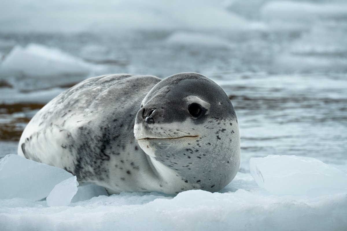 Leopard seals are ferocious hunters, living on penguins and seal pups. They're solitary creatures and live for up to 26 years on pack ice around the Antarctic continent. This one was photographed near Mawson research station. 📷James Rae