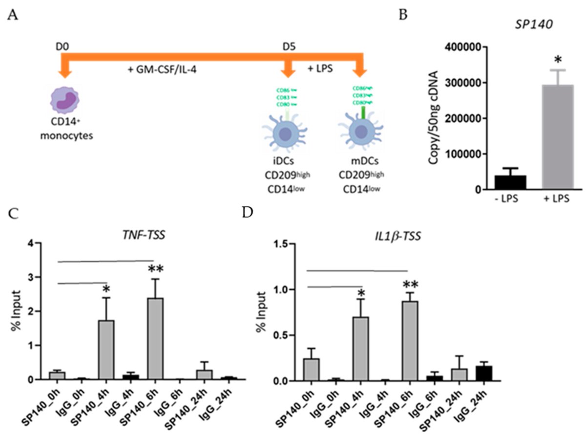 The #Epigenetic Reader Protein SP140 Regulates #DendriticCell Activation, Maturation and Tolerogenic Potential 👥By Dr. Mohammed Ghiboub et al. 🏦University of Amsterdam 🔗mdpi.com/1467-3045/45/5… @MDPIOpenAccess #Epigenetics