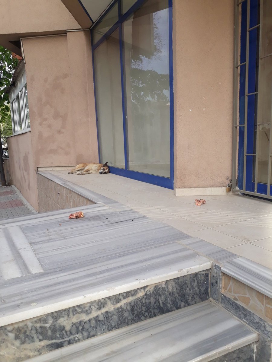 yaseminkiraz's tweet image. Köpekistan cumhuriyetinden hayırlı sabahlar. Yetkisi olup da çözüm bulmayanı #başıboşköpekler kovalasın