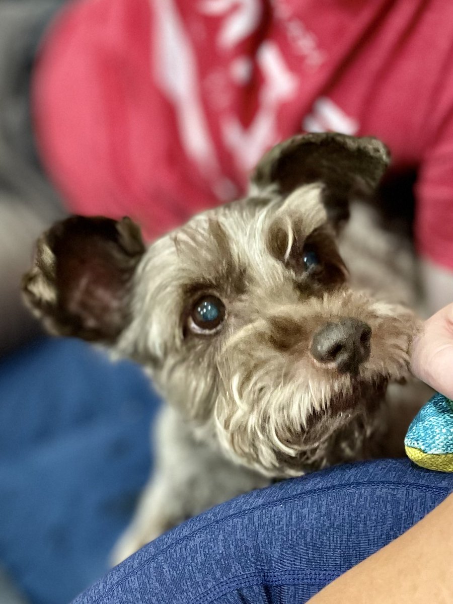 Sometimes I have to act cute to get what I want. #schnauzergang