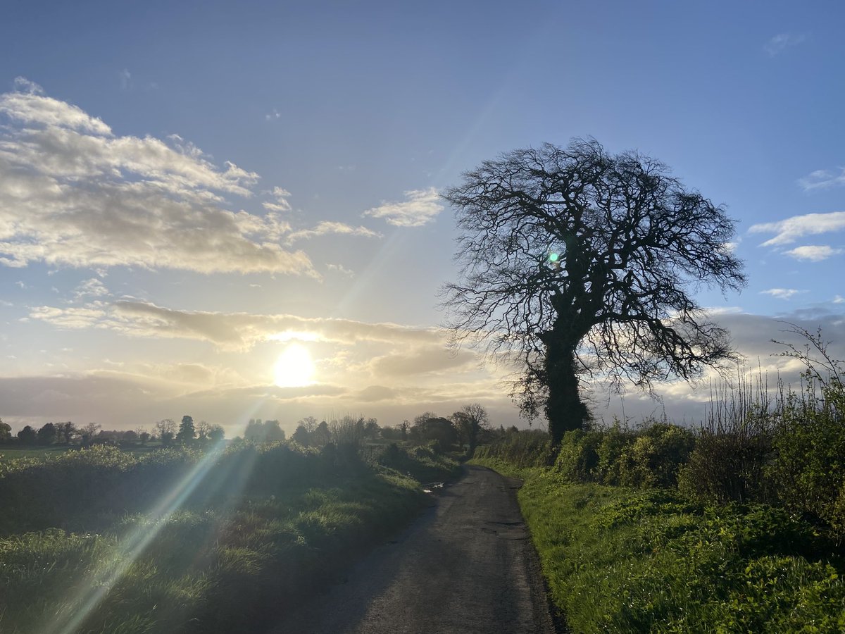 My morning tree in the sunshine - a rare phenomenon this spring