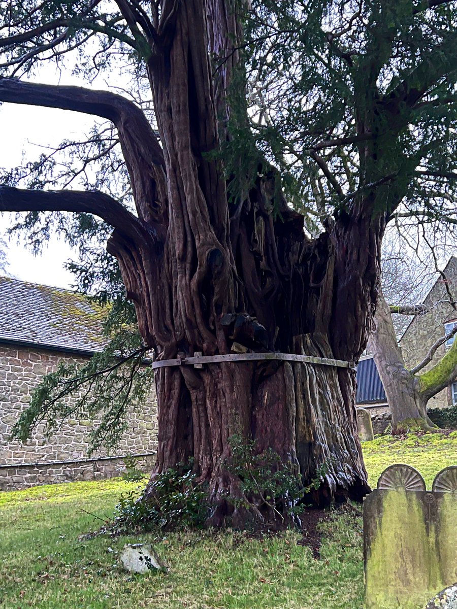 TiCL (NO to a blue tick) tweet media