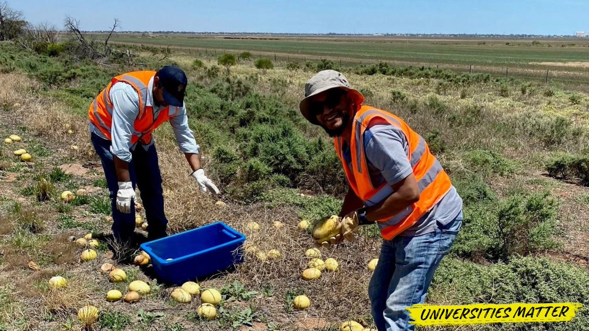uniaus's tweet photo. New research from @UniversitySA suggests that prickly paddy melon weed, which costs the agricultural industry around $100 million a year, could be turned into a viable economic crop by creating #biocement and preventing #soilerosion. #UniversitiesMatter 

Read more: https://t.co/rKv0ixx8Z9
