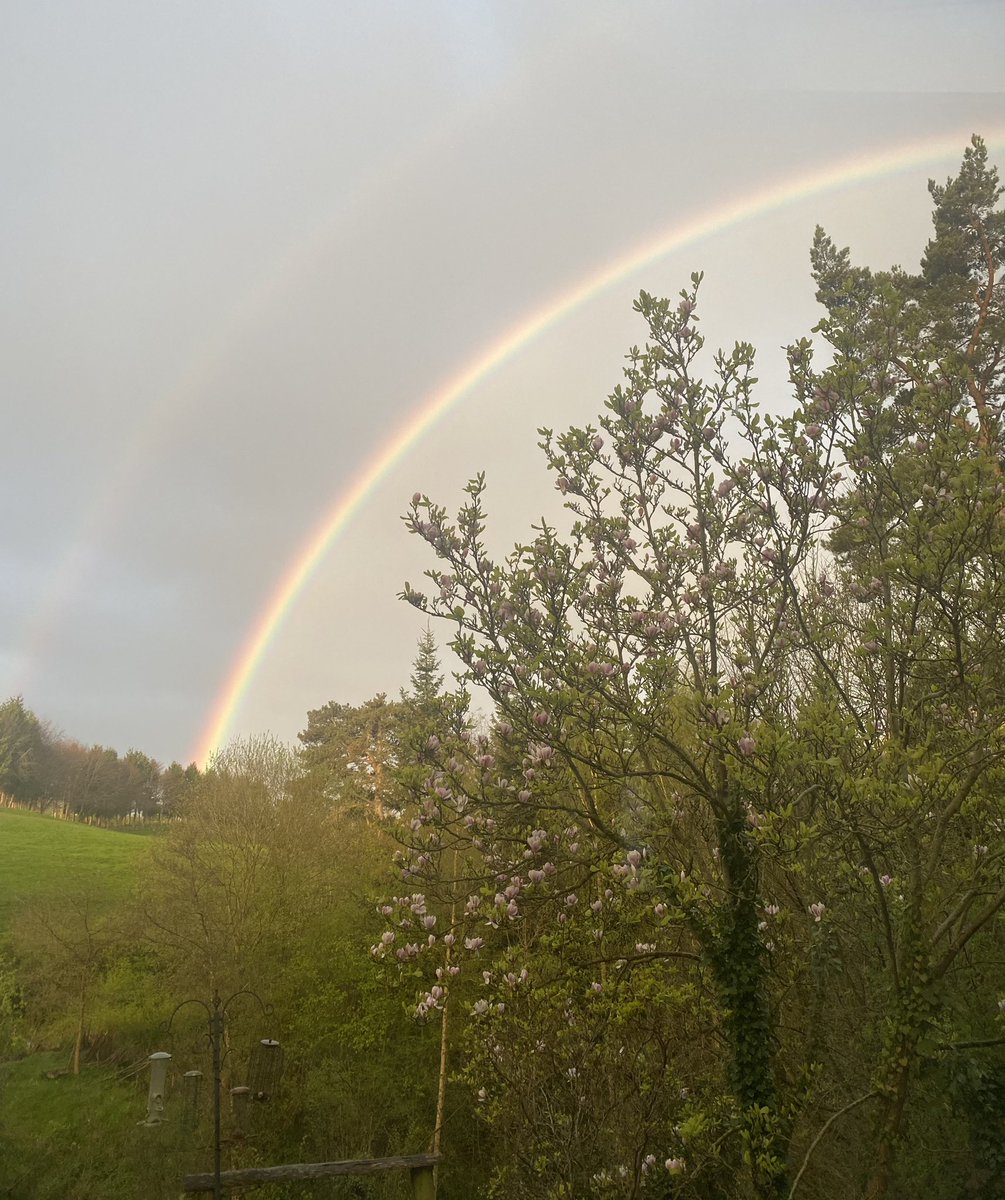 I was disturbed from my morning writing by the sight of this beautiful rainbow that hugs the last of the Magnolia flowers & lies over #OffasDyke. A worthy distraction @OrphansPublish #writing #history #morning @VisitHfds @visitwales #nature #rainbow #NaturePhotography