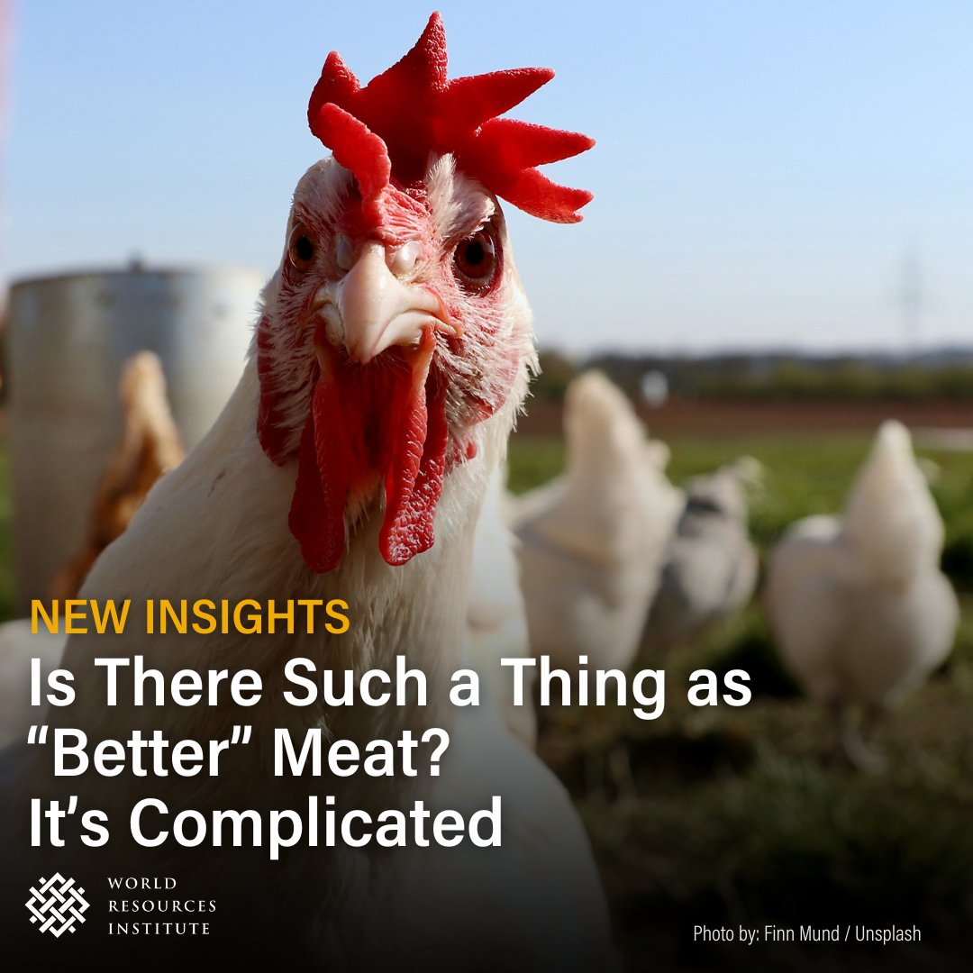 📢 NEW REPORT📢 Our latest report delves into 'sustainable' meat sourcing in Europe and North America. Join us as we explore the trade-offs and strategies for achieving sustainability goals. Follow this thread for critical insights