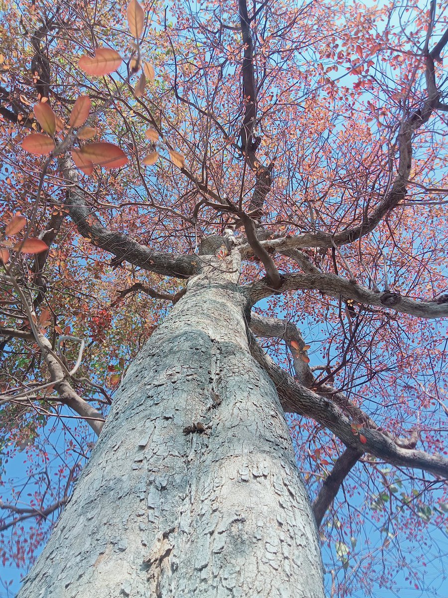 ShekharBarapat2's tweet photo. 🌳☘️🌳☘️🌳☘️🌳☘️🌳☘️
🌿🍀🌿🍀🌿🍀🌿🍀🌿🍀
#HappyThusday #trees
#TreePeople #TreeClub
#treetime #Happy_Day
@atapasha7 @lovtrees @focustree_app 
@keeper_of_books https://t.co/F1EWkk5qTz