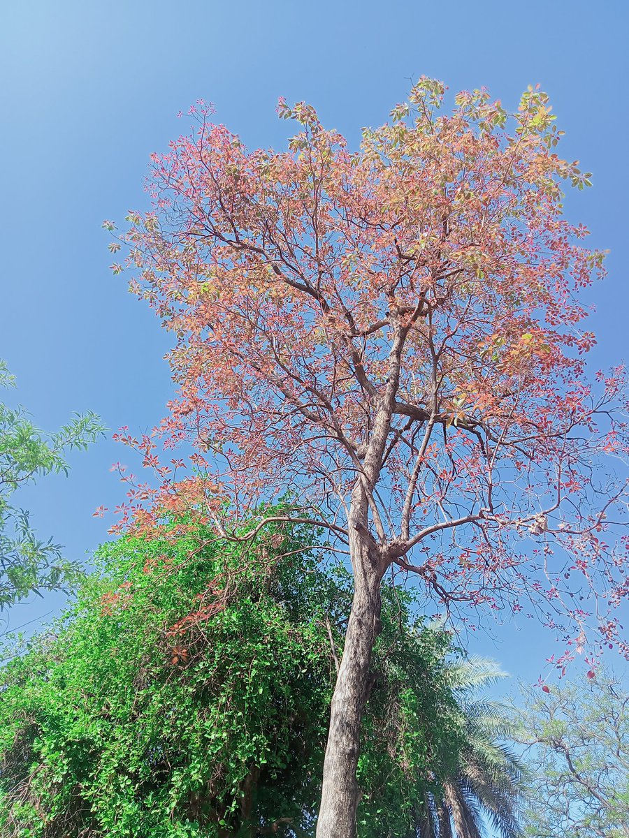 ShekharBarapat2's tweet photo. 🌳☘️🌳☘️🌳☘️🌳☘️🌳☘️
🌿🍀🌿🍀🌿🍀🌿🍀🌿🍀
#HappyThusday #trees
#TreePeople #TreeClub
#treetime #Happy_Day
@atapasha7 @lovtrees @focustree_app 
@keeper_of_books https://t.co/cWvR63vdLj
