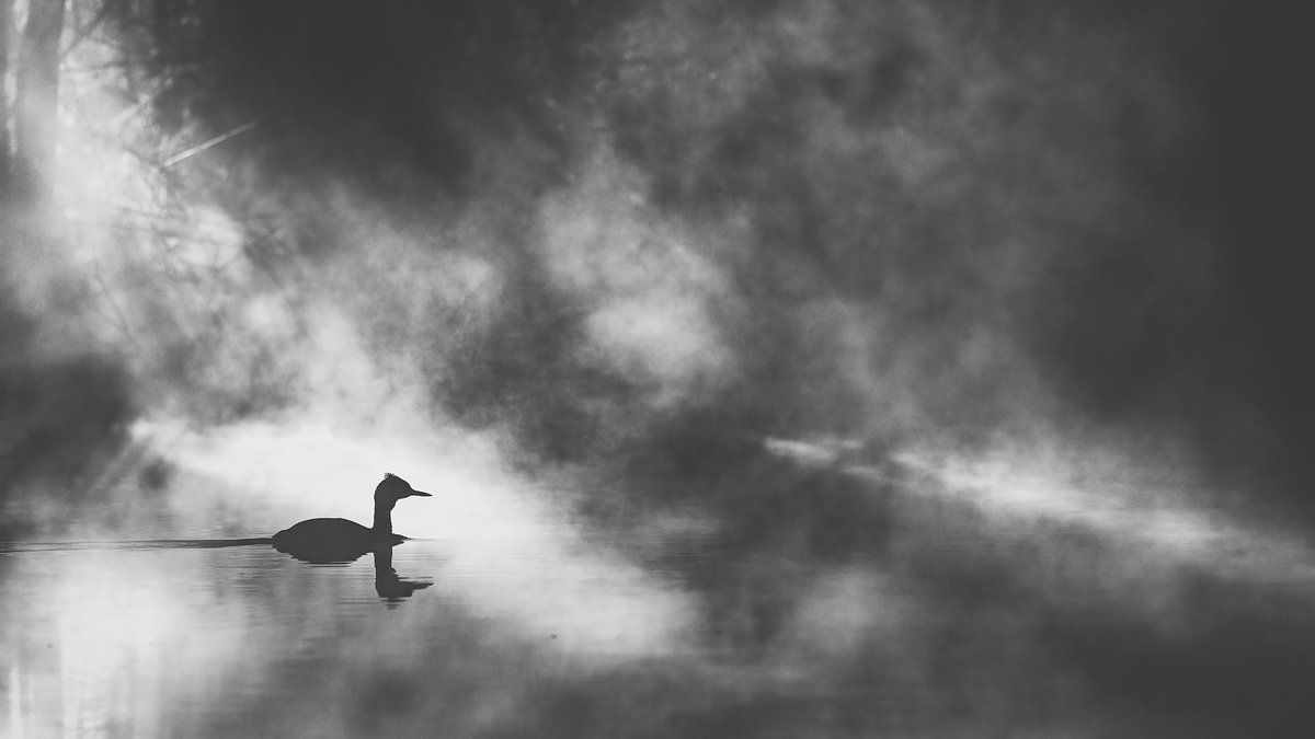 Morning all A Great Crested Grebe hunting in the early morning mist