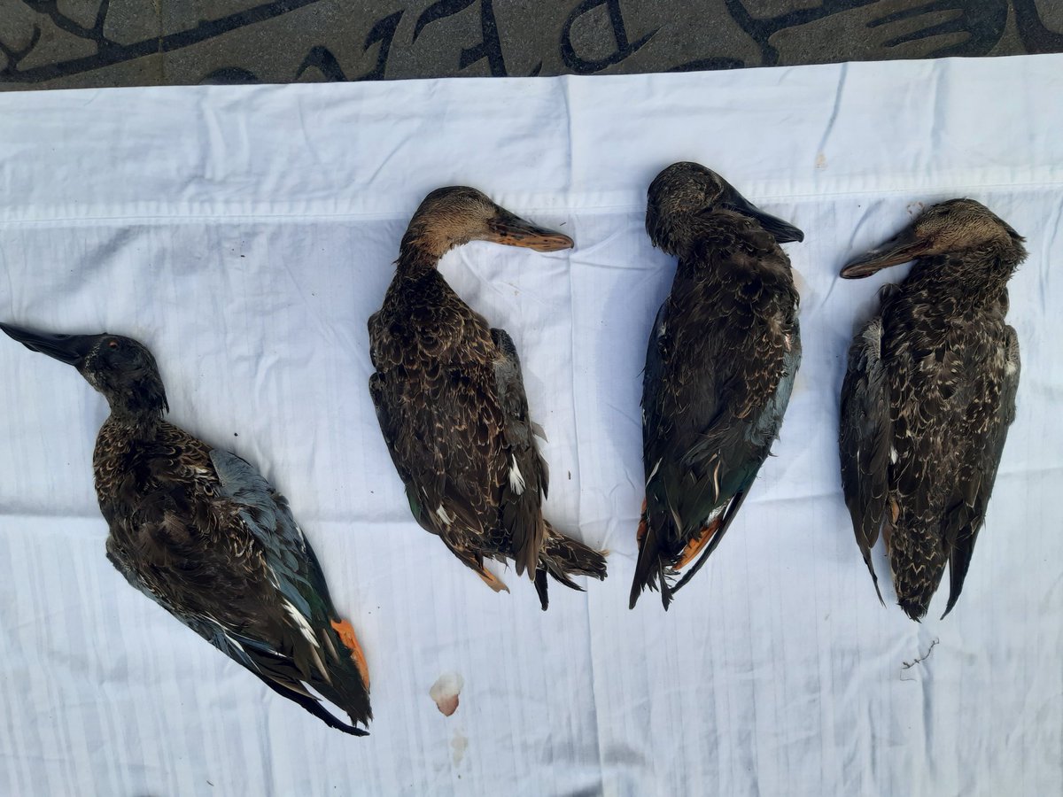 This magnificent waterbird is the Australasian Shoveller or Blue winged Shoveller. Its status is THREATENED.
Thanks to Victorian Premier @JacintaAllanMP, at least 4 of this fragile species were killed on the opening weekend of the Victorian #DuckShooting season.
#BanDuckShooting