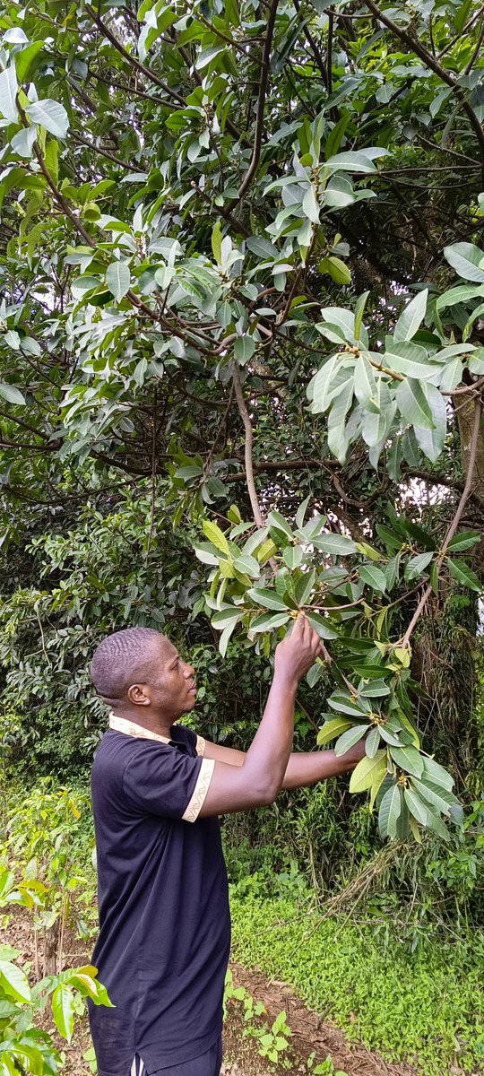AbiluTangwa's tweet photo. Good morning humankimd,Trees are like superheroes,silently working to combat climate change. They absorb carbon dioxide, releasing oxygen back into the atmosphere, improving air quality and fighting global warming. Every tree planted is a step towards a sustainable future. https://t.co/Y712G5NDBN