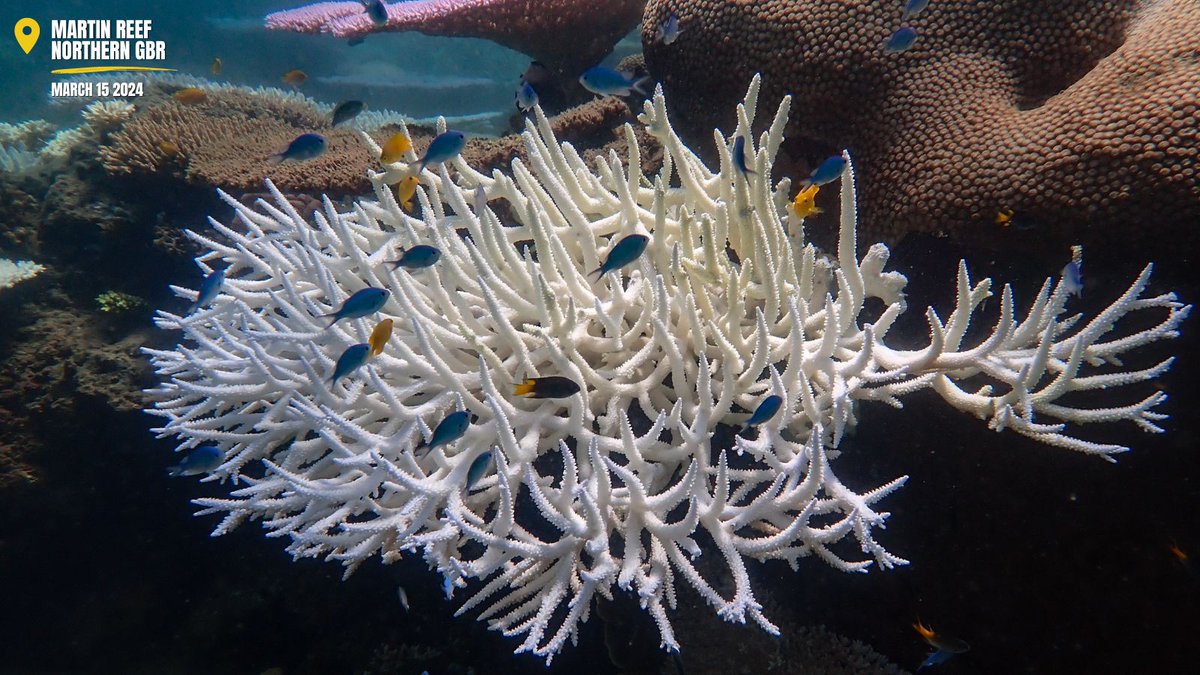 4th global #coralbleaching event confirmed, illustrating the increasing pressure climate change is having on reef systems.

As a leader in coral reef science, we’re prioritising research that underpins scientific solutions to tackle reef resilience.
More: bit.ly/3JgzhLM