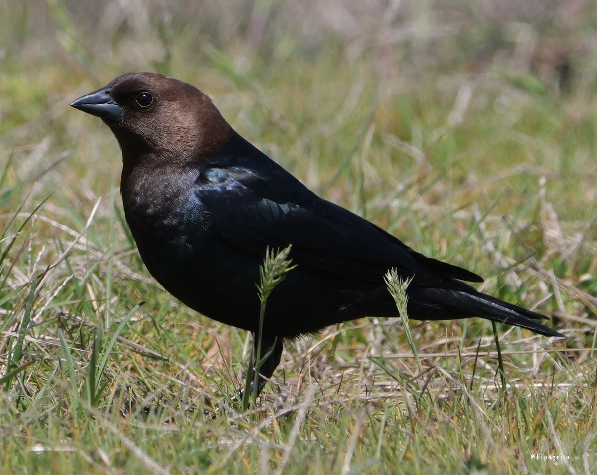 Brown-headed Cowbird Long Island, NY The first one I see this season. They were in a decent size flock mixed with some Starlings and Red-winged Blackbirds. #birding #birds #birdphotography #wildlifephotographer
