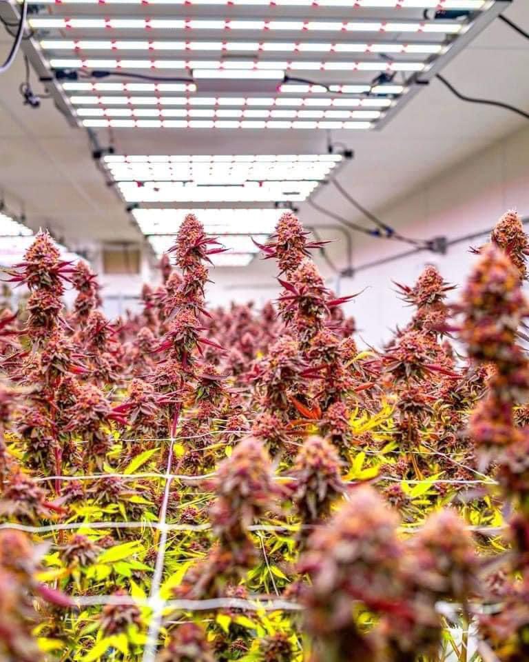 Alien__Genetics's tweet photo. 🌱 = Tropicana Cherry 🍒, looking good on day 58. What do y'all think about her? 

NFSOT https://t.co/4sKY4IWNMs