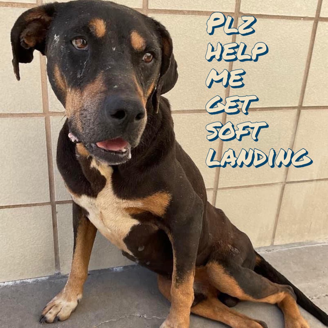 SAVE 7yr SENIOR
🆘EISENHOWER
#A366541
#CorpusChristi AC #Tx
Have NO HEART
🔥WILL KILL HIM 4/22🔥
Susp’d ARTHRITIS weakness & chronic pain REAR limbs diarrhea+UNDERWEIGHT
His CONDITIONS are NO reason 2 KILL‼️
EISENHOWER needs your help
Plz #Pledge 4 #Rescue
Needs soft landing…