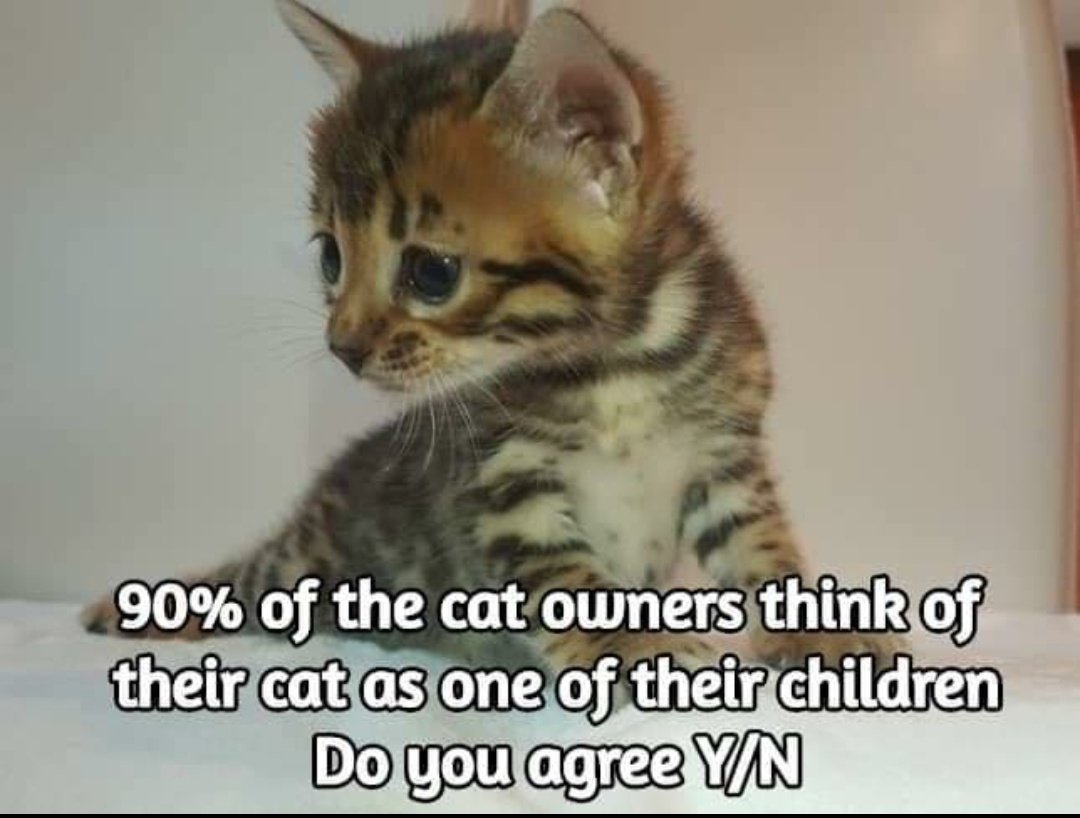 cats with powerful impression 🐾 tweet media